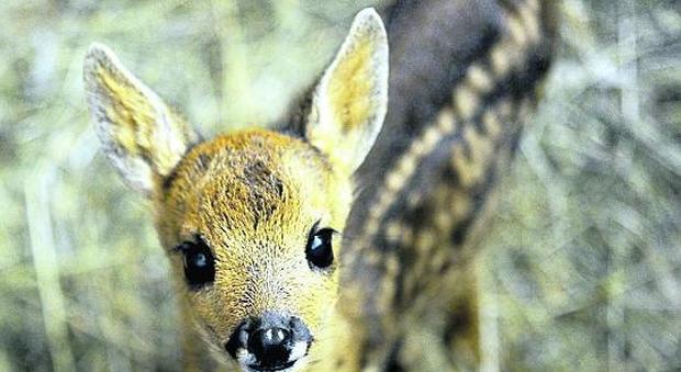 Sterminava cerbiatti: condannato a guardare Bambi per un anno