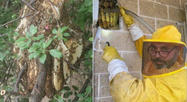 Scoperte 50mila api nell’intercapedine della Casa della Salute a Ladispoli. L’esperto: «Possono diventare pericolose per l’uomo»