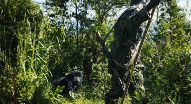Banca Generali, la tutela della biodiversità negli scatti di Guindani tra Ruanda e Congo