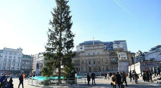 Spelacchio, addio Roma: ora è a Londra, bufera sull'albero di Natale