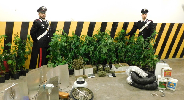 Tre piani di marijuana in casa, arrestata una coppia del Basso Vicentino