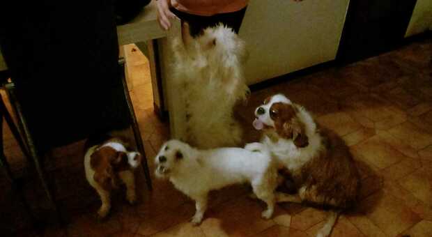 Verona choc, quattro cani abbandonati in casa da soli: «Costretti a bere urina dalla vaschetta dell'acqua»