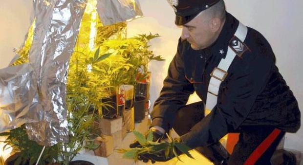 Serra di marijuana nascosta in casa: coppia smascherata dalle bollette