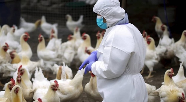 Influenza aviaria, primi tre casi nell'uomo nel 2023 e 200 milioni di animali infetti: si teme il salto di specie, vaccini già in produzione Che cosa sappiamo
