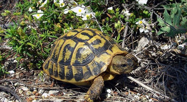 L'animale domestico vivente più vecchio del mondo ha 121 anni, è la tartaruga Tommy