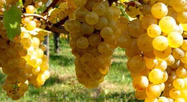 Ribolla gialla in caduta libera, l'uva a 10 cent al chilo: «La giunta Fvg deve intervenire»