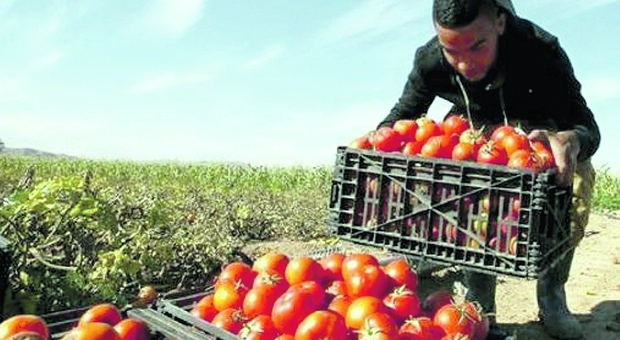 Pizza e ragù a rischio, la crisi della produzione di pomodori spaventa anche l’Italia