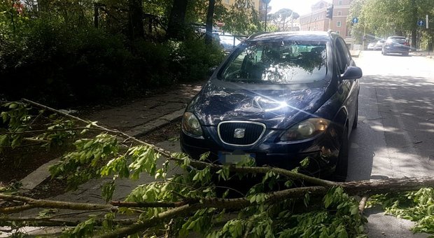 Roma, ramo cade e danneggia un’automobile, nessun ferito