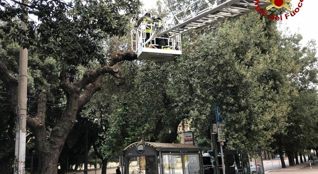 Vento forte sul Salento: cade un albero in viale Gallipoli