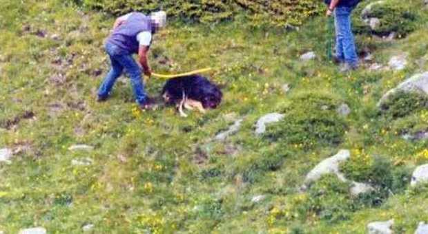 ​Uccidono a bastonate e sassate un cane, padre e figlio denunciati dopo le foto choc