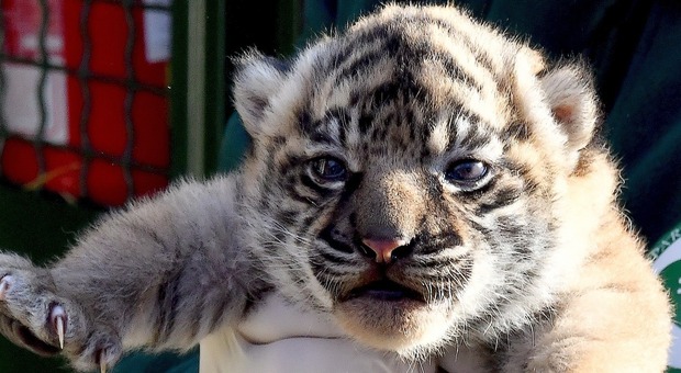 La cucciola di Tigre di Sumatra (Foto: Bioparco di Roma)