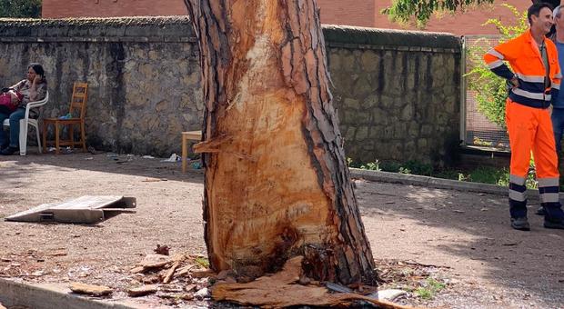 immagine Roma, autobus si schianta contro un albero: almeno 29 feriti