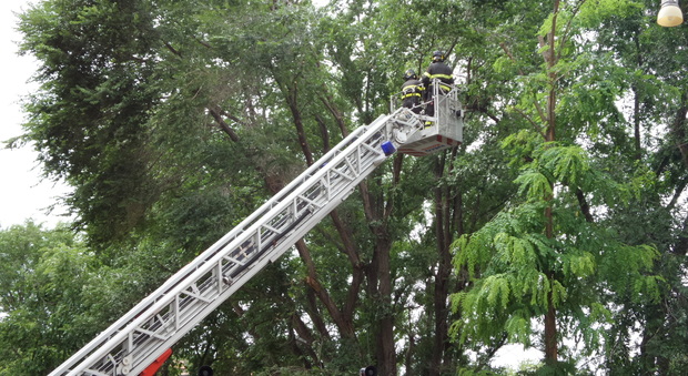 Cade un ramo, furgone danneggiato I vigili del fuoco intervengono a Torrette