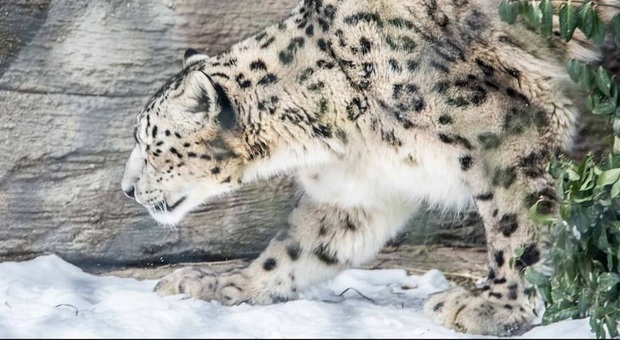 Un leopardo delle nevi dello Zoo di Louisville in Kentucky (immag pubbl da The Zoo Louisville su Fb)