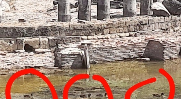 Pozzuoli, spuntano le anatre anti - melma nel tempio di Serapide