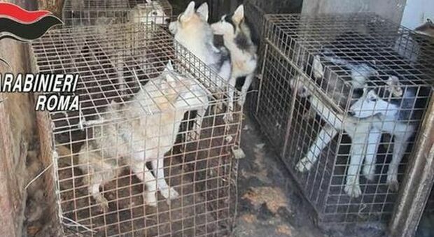 Roma, scoperto allevamento lager abusivo di husky: 110 cani salvati e una denuncia
