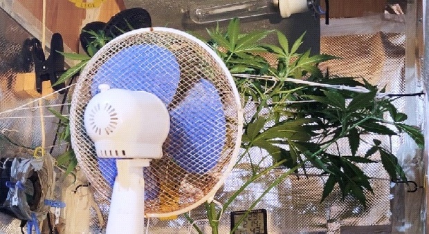 Napoli, in casa una serra di marijuana: lampada alogena per accelerare la crescita