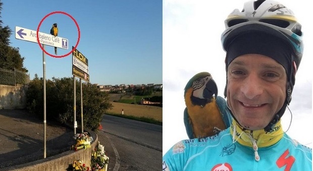 Michele Scarponi, il pappagallo Franky lo aspetta nel luogo dell'incidente per l'ultimo allenamento