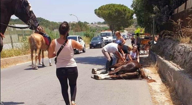 Cavalli costretti a trainare carrozzelle stramazzano al suolo per il caldo. Le associazioni: «Uno morto a Cesena, l'altro a Matera»
