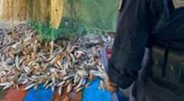 Marche, la Guardia Costiera stringe sulla filiera del pesce: oltre 23mila euro di multa. 150 chili sequestrati