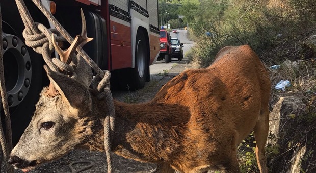 Il «Bambi» del Cilento: salvato dall'aggressione di tre cani