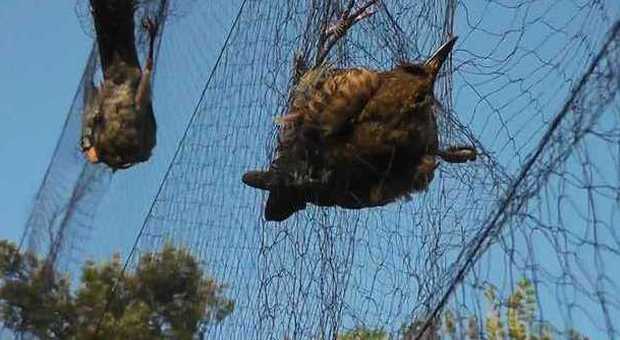 Pesaro, arrestato il guardiacaccia bracconiere: con i complici faceva strage di uccelli con le reti
