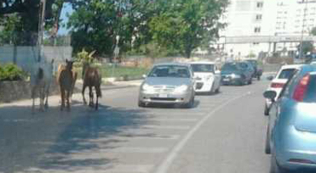 Cavalli vaganti ad Agropoli, il traffico va in tilt