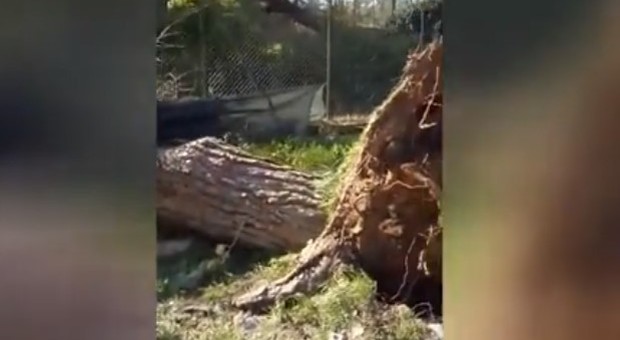 Vento, danni e alberi caduti all'Abbazia di Fossanova. Il video