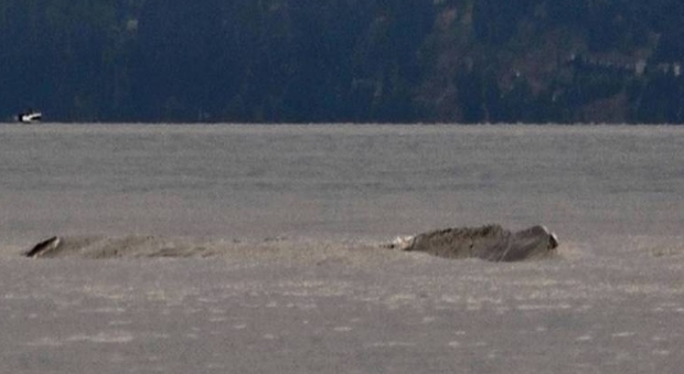 Il mostro di Lock Ness compare in Canada: l'Ogopogo alza la tesa, decine di avvistamenti