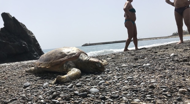 Cilento, una carcassa di tartaruga sulla spiaggia di Marina di Camerota