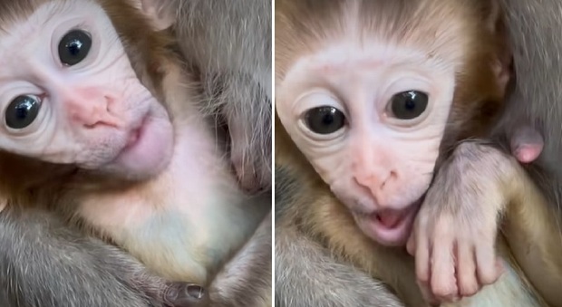 Cucciolo di macaco scomparso dal parco faunistico di Cartigliano