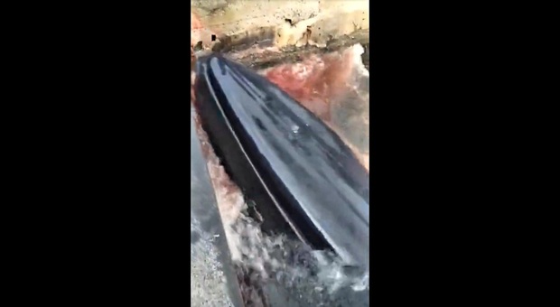 Balenottera nel porto di Sorrento sbatte ripetutamente contro il molo ferendosi al capo. Video