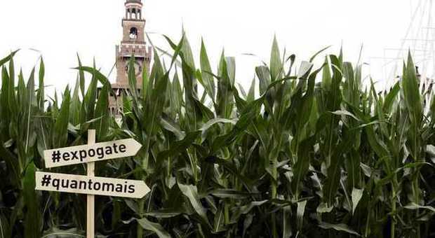 Milano, spunta un campo di grano al Castello Sforzesco