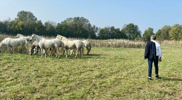 Caorle, a Vallevecchia mandrie di cavalli allo stato brado: sono una razza a rischio estinzione