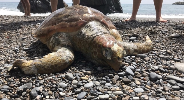 Una tartaruga caretta caretta trovata sulla spiaggia di Camerota