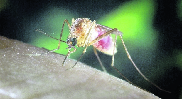 L'appello degli scienziati ai cittadini: «Mandateci le foto delle zanzare»