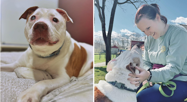 Baby Girl, la cagnolina cieca e più anziana del rifugio è stata adottata: passerà i suoi ultimi giorni con una nuova famiglia