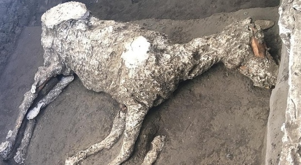 Scavi di Pompei, presto alla luce i resti del secondo cavallo sepolto