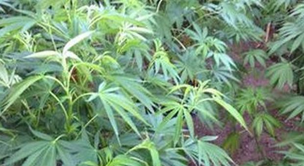 Nel giardino di casa la coltivazione di marijuana: giovane nei guai
