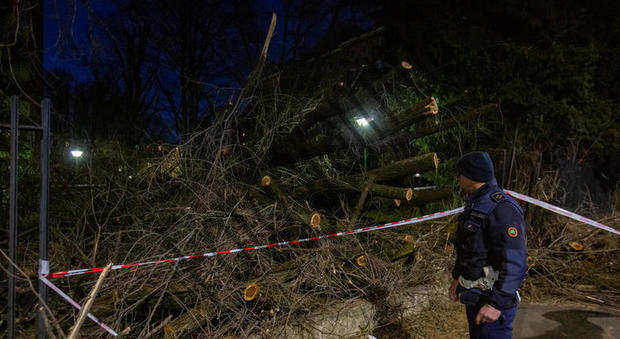 Milano, albero cade e travolge un passante (Fotogramma)