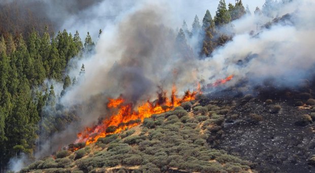 Incendio a Gran Canaria, devastati mille ettari di vegetazione: evacuate mille persone