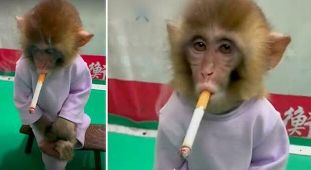 Il cucciolo di macaco chiamato Banjin costretto a fumare allo zoo cinese di Hengshui. (Immag diffuse da Yahoo Australia, Daily Mail ecc ecc)