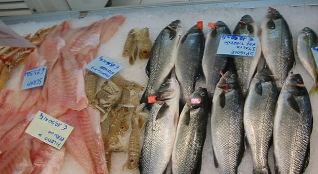 Stop a pesci taroccati: pangasio del Mekong venduto come cernia