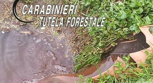 Castellammare di Stabia, sequestri nel bacino del Sannio: quasi 200 controlli effettuati dalla forestale in tutta la Campania
