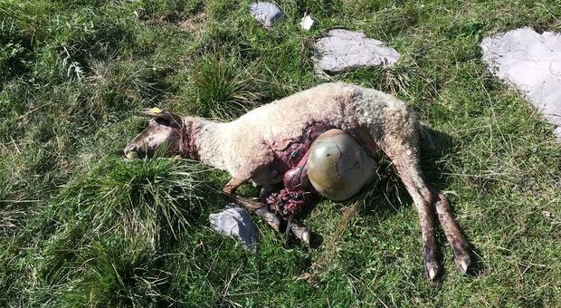 Una delle pecore uccise in Cansiglio dove il lupo ha fatto razzia