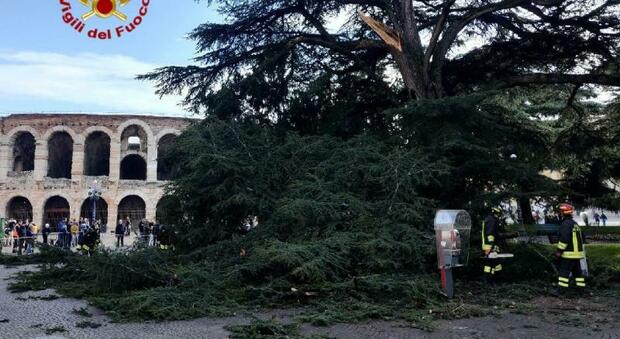 Verona. Grosso ramo cade sulla testa di un 30enne che finisce in ospedale. L'albero sarà abbattuto