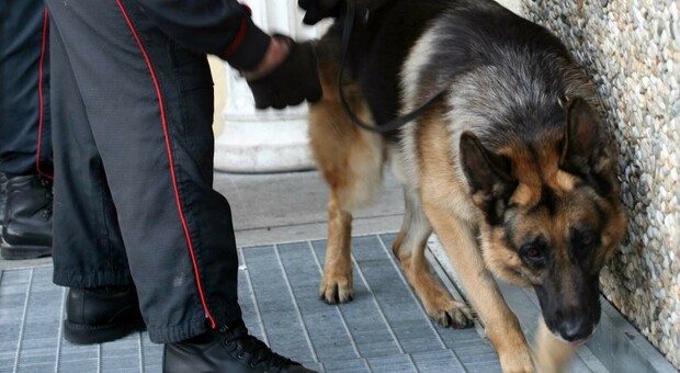Un cane antidroga dei carabinieri di Sarno