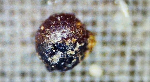 «Trovati i frammenti di una navicella aliena»: la scoperta incredibile dopo la caduta di un meteorite
