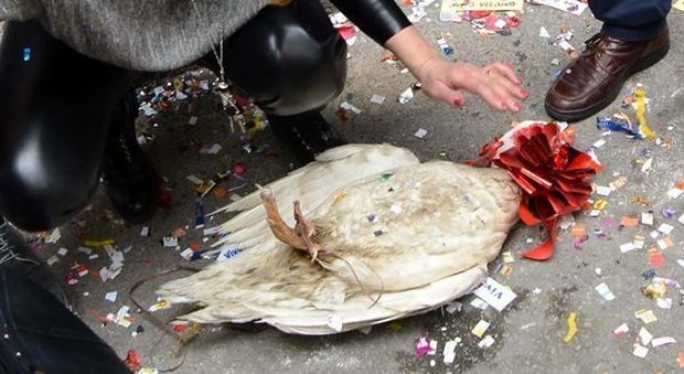 Salerno: galline torturate per la festa della Madonna
