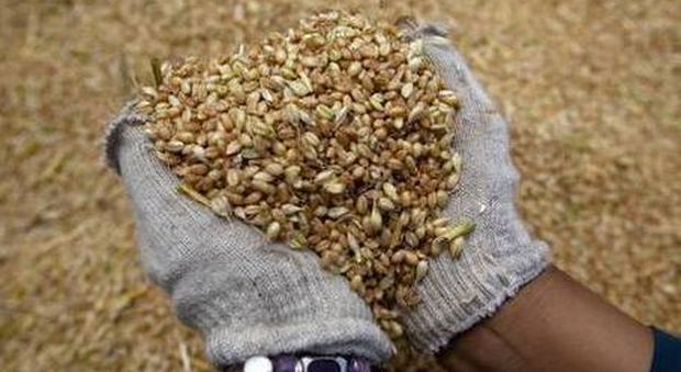 Sicurezza agroalimentare, maxi sequestro di grano in Irpinia